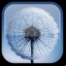 Dandelion LWP