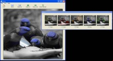 Tintii Photo Filter