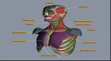 3D Muscles Teacher