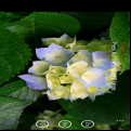 Camera Timer